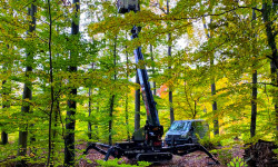 Baumpflege Baumpflege