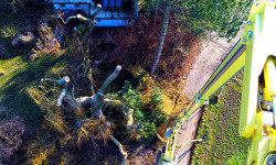 Baumpflege Baumpflege