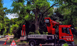 Baumpflege Baumpflege