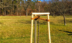 Obstbaumschnitt Obstbaumschnitt