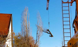 Spezialbaumfällungen Spezialbaumfällungen