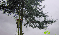 Spezialbaumfällungen Spezialbaumfällungen