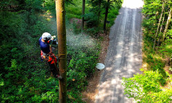 Spezialbaumfällungen Spezialbaumfällungen