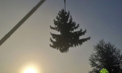 Spezialbaumfällungen Spezialbaumfällungen