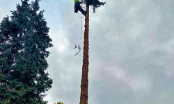 Spezialbaumfällungen Spezialbaumfällungen