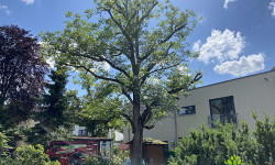 Baumpflege Baumpflege