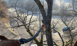 Baumpflege Baumpflege