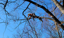 Baumpflege Baumpflege