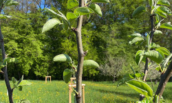 Obstbaumschnitt Obstbaumschnitt