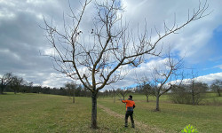 Obstbaumschnitt Obstbaumschnitt