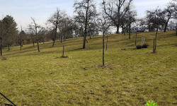 Obstbaumschnitt Obstbaumschnitt