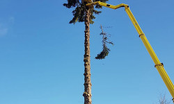 Spezialbaumfällungen Spezialbaumfällungen