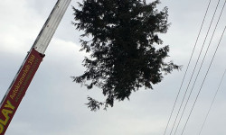 Spezialbaumfällungen Spezialbaumfällungen