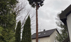 Spezialbaumfällungen Spezialbaumfällungen